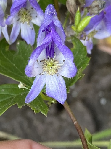 Image of Aconitum uncinatum by (c) Mark Eanes, some rights reserved (CC BY)