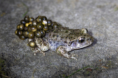 Midwife Toad photo 3