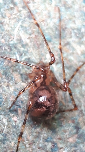 Cave spider, Nijeholtwolde, Nederland, photo 7 of 10