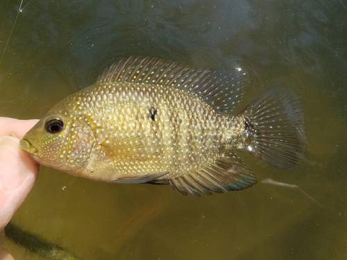 Texas Cichlid