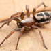 Common Patterned Ant-mimic Ground Spider - Photo (c) Marshal Hedin, some rights reserved (CC BY-NC-SA)