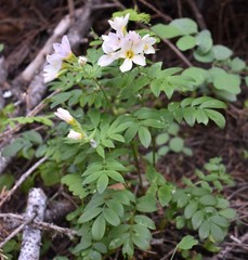 Polemonium carneum