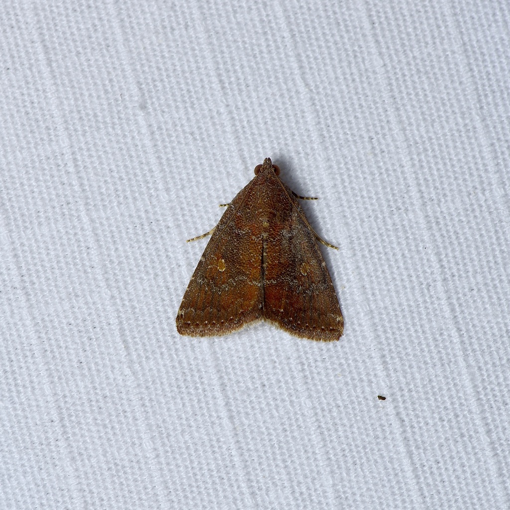 Eight-spot Moth