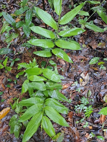 Streptochaeta spicata, 2024-10-28