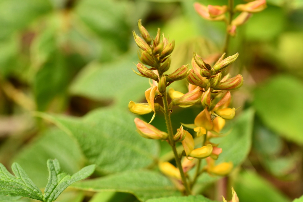 Rhynchosia longeracemosa