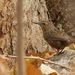 Limestone Wren-Babbler - Photo (c) Dave Curtis, some rights reserved (CC BY-NC-ND)