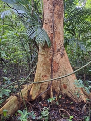 Cumaru (Dipteryx oleifera)