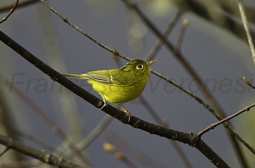 Green-crowned Warbler