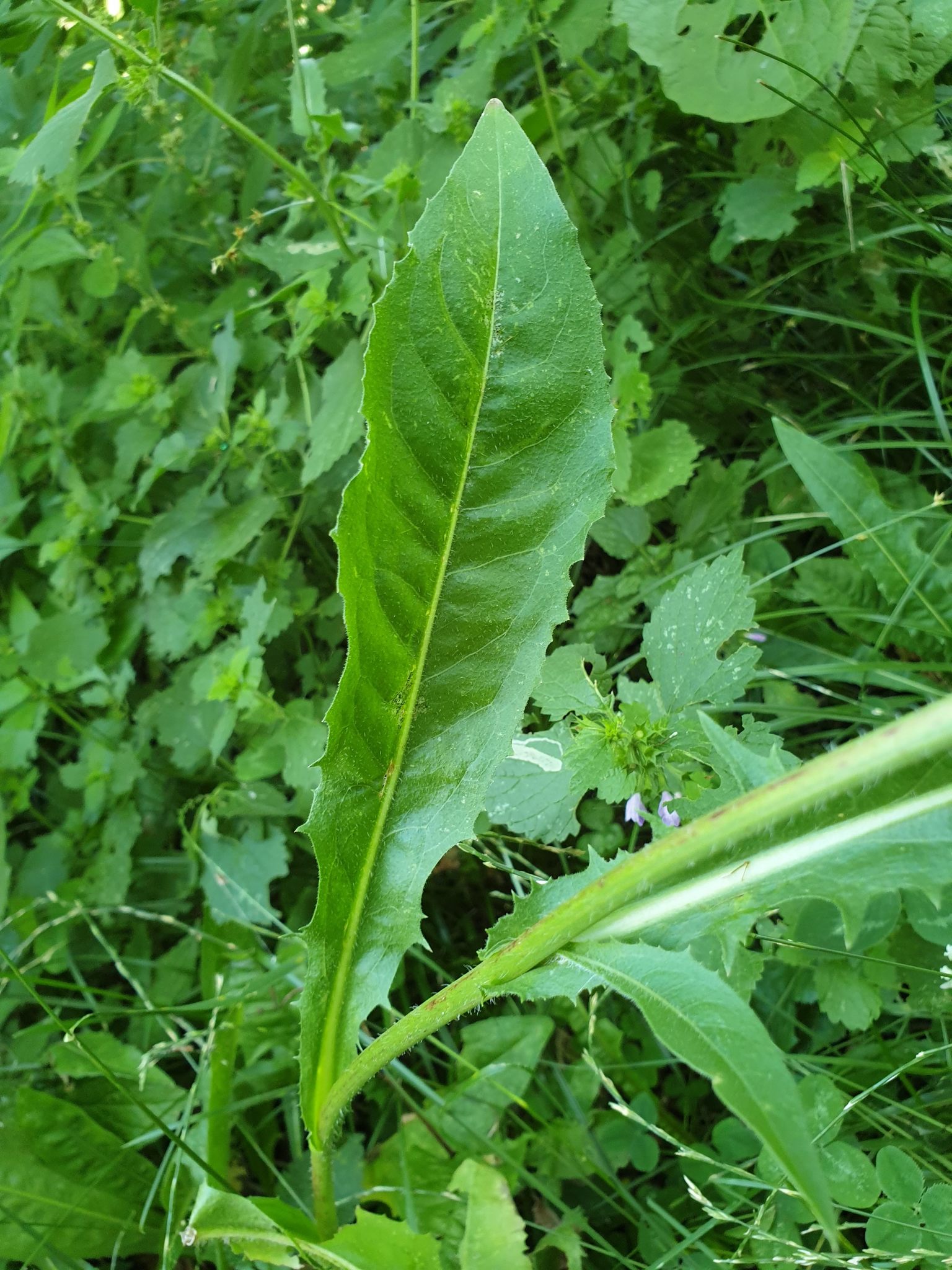chicory (Cichorium intybus) · iNaturalist