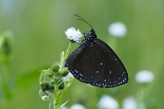 Euploea eunice hobsoni