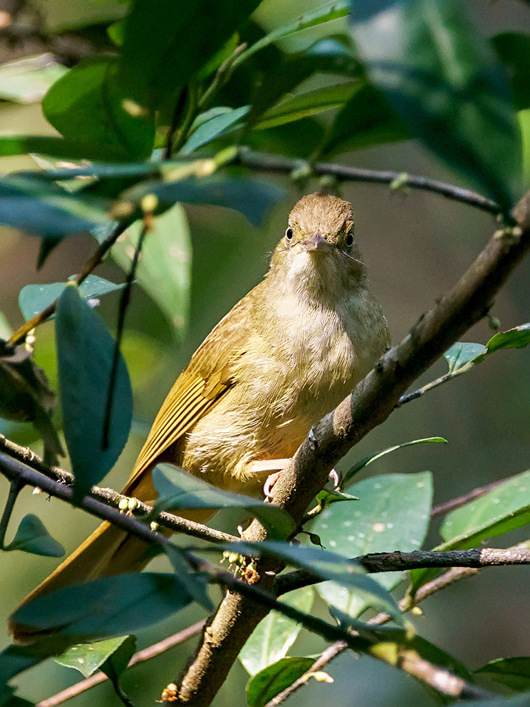 Grey-Eyed Bulbul