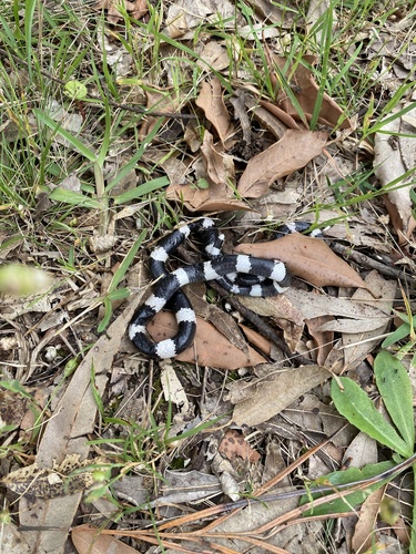 Eastern Bandy Bandy sighting