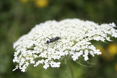 Chlorophorus figuratus