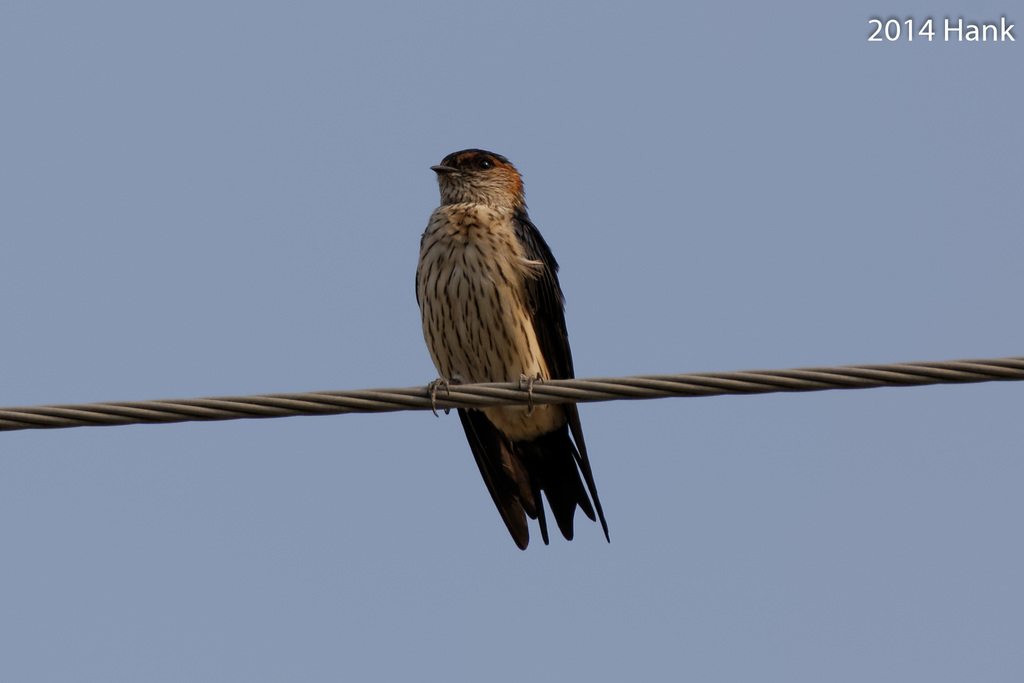 Cecropis striolata (Philippines Birds) · iNaturalist