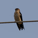 Striated Swallow - Photo (c) a-giau, some rights reserved (CC BY-NC-SA)