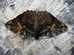 Opsiphanes quiteria quiteria
