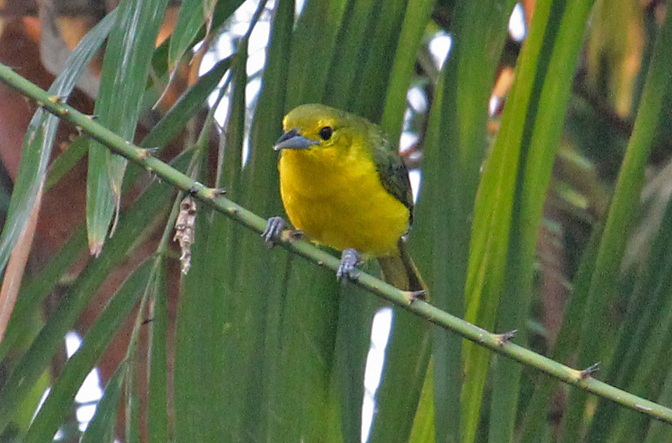 Great Iora