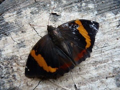 Opsiphanes quiteria quiteria