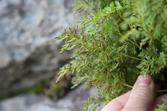 Cryptogramma crispa
