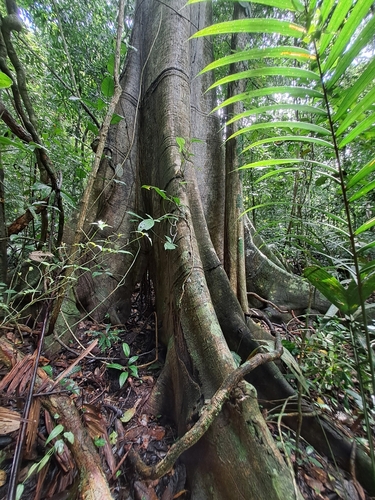 Image of Ficus insipida by (c) keesgroenendijk, some rights reserved (CC BY)