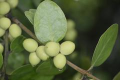 Acokanthera rotundata