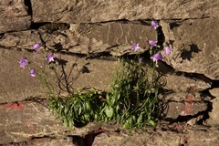 Campanula rotundifolia