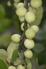 Acokanthera rotundata