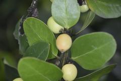 Acokanthera rotundata