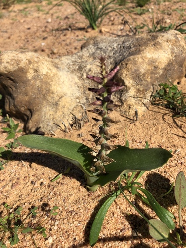 Lachenalia undulata