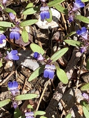 Collinsia torreyi