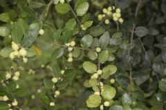 Acokanthera rotundata