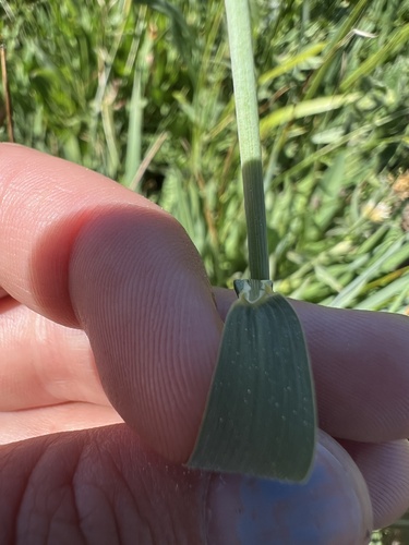 Image of Hordeum brachyantherum by no rights reserved