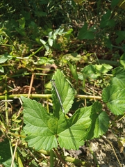 Platycnemis pennipes