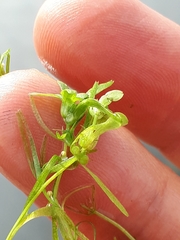 Callitriche cophocarpa