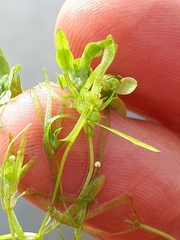 Callitriche cophocarpa