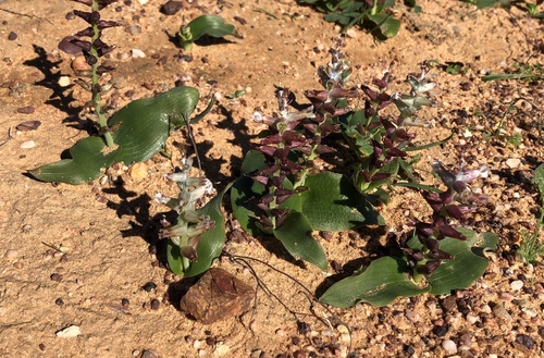 Lachenalia undulata
