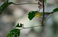 Yellow-Vented Warbler photo 2
