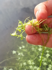 Callitriche cophocarpa