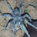 Middle East Black Tarantula - Photo (c) yousef99, some rights reserved (CC BY-NC)