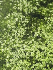 Callitriche cophocarpa