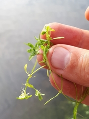 Callitriche cophocarpa