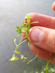 Callitriche cophocarpa