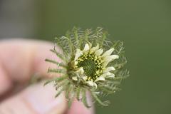 Berkheya insignis