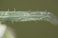 Berkheya insignis