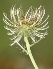 Berkheya insignis