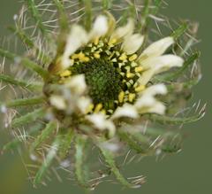 Berkheya insignis