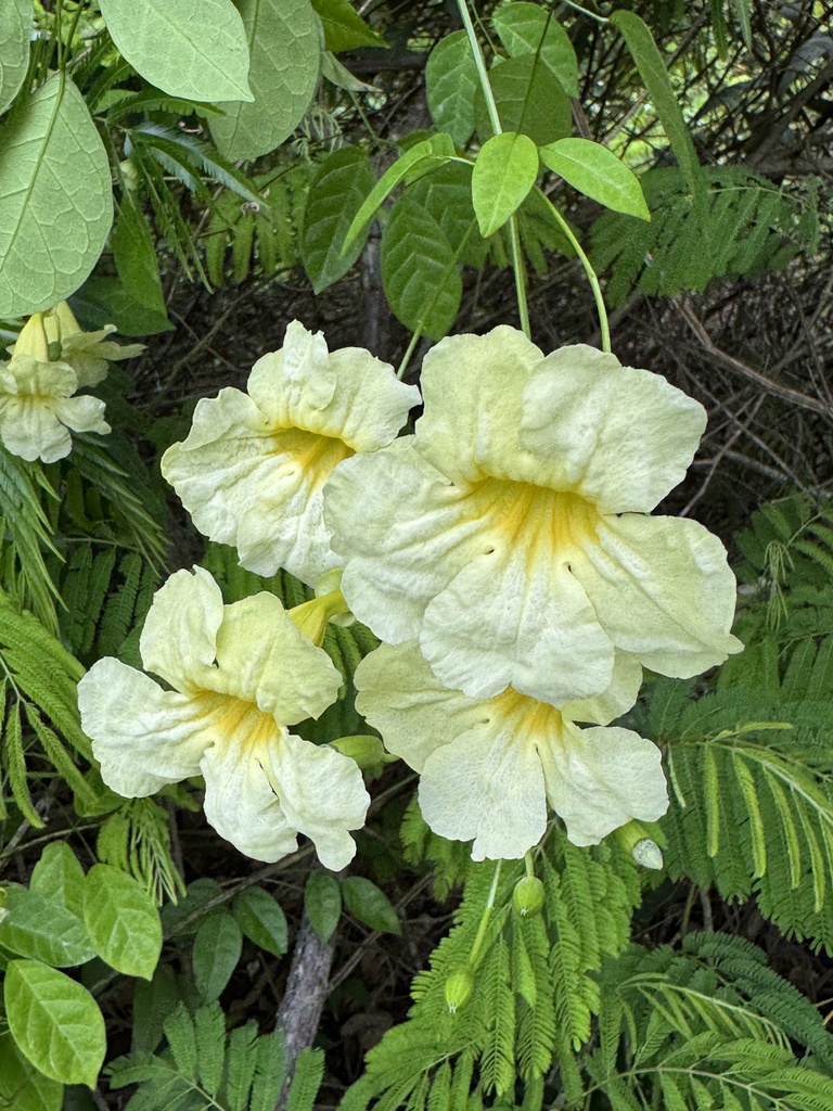Adenocalymma albiflorum