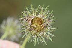 Berkheya insignis