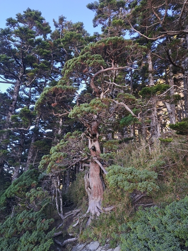Juniperus squamata iNat (1)
