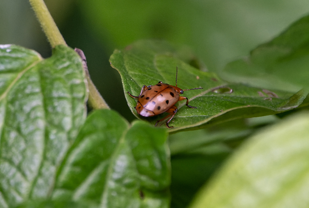 Lebia passoura
